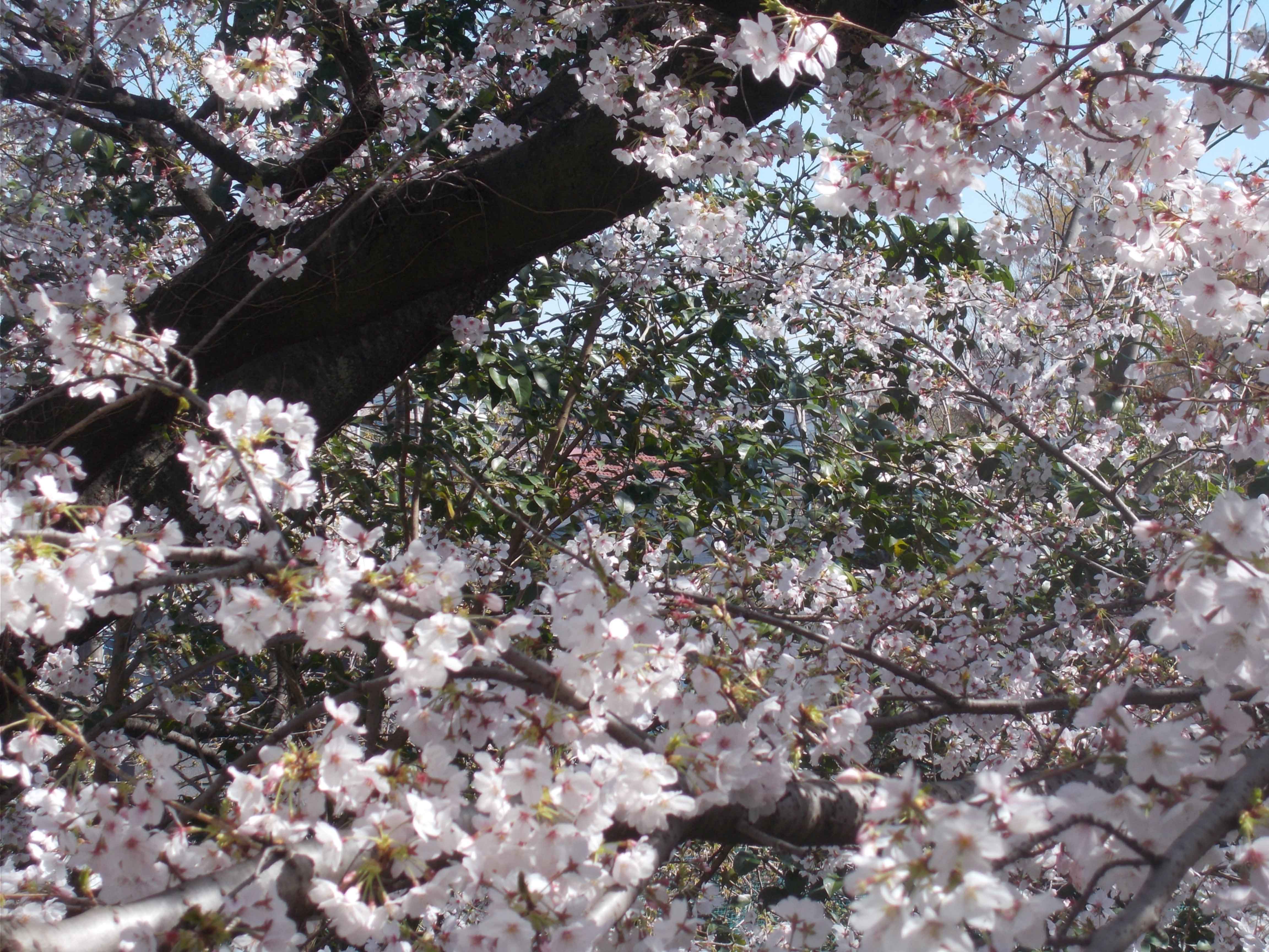川沿いの桜