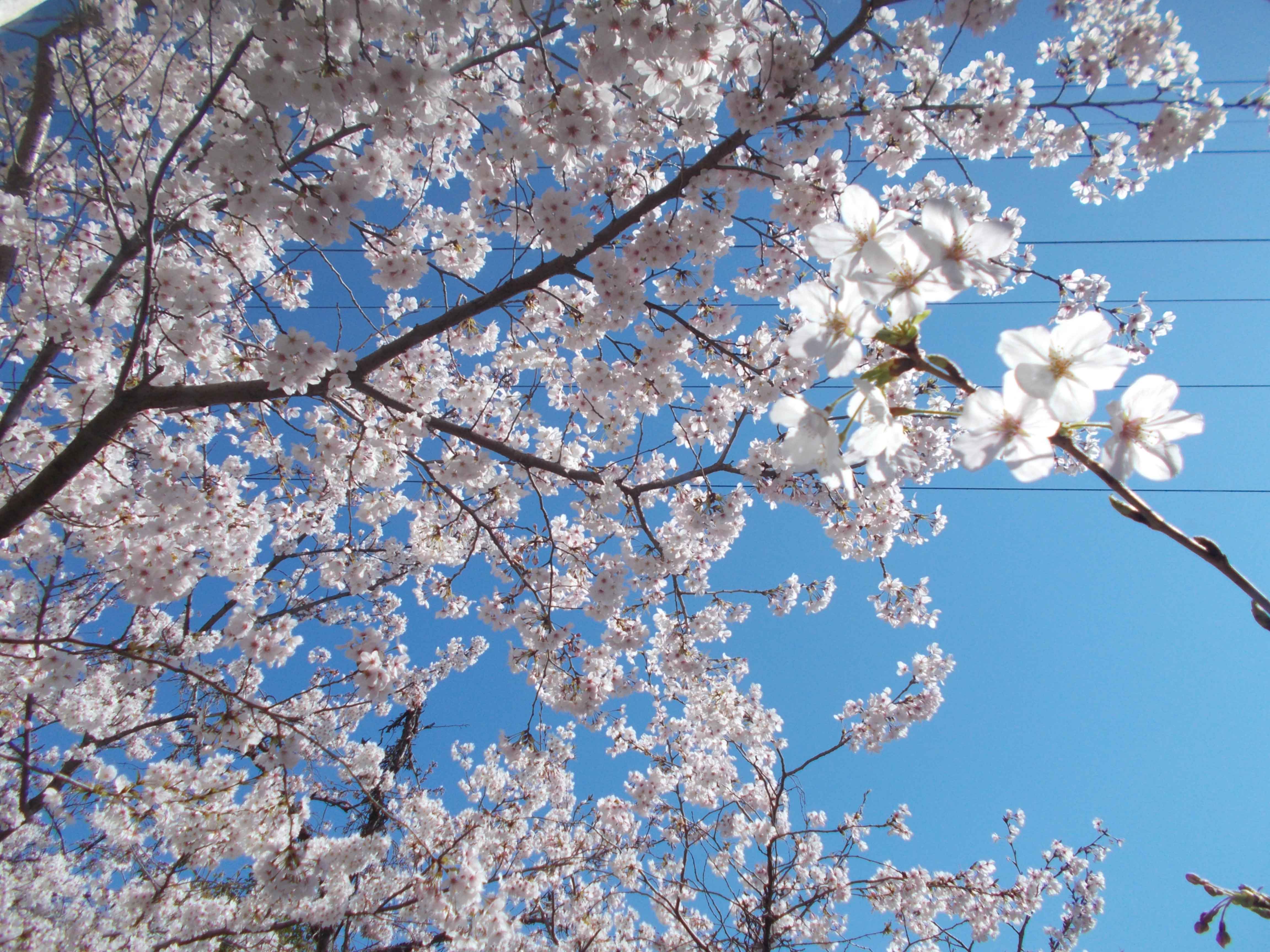 満開の桜