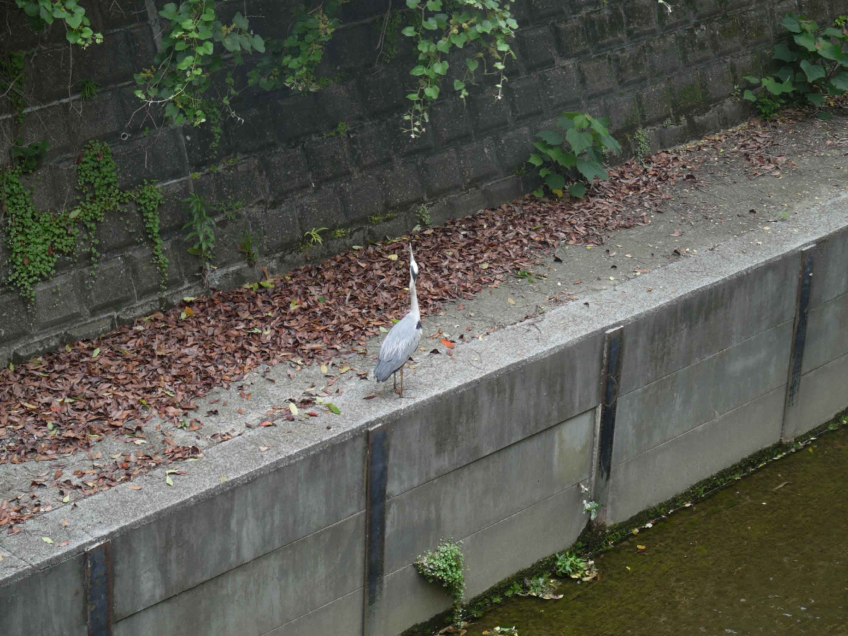 アオサギ