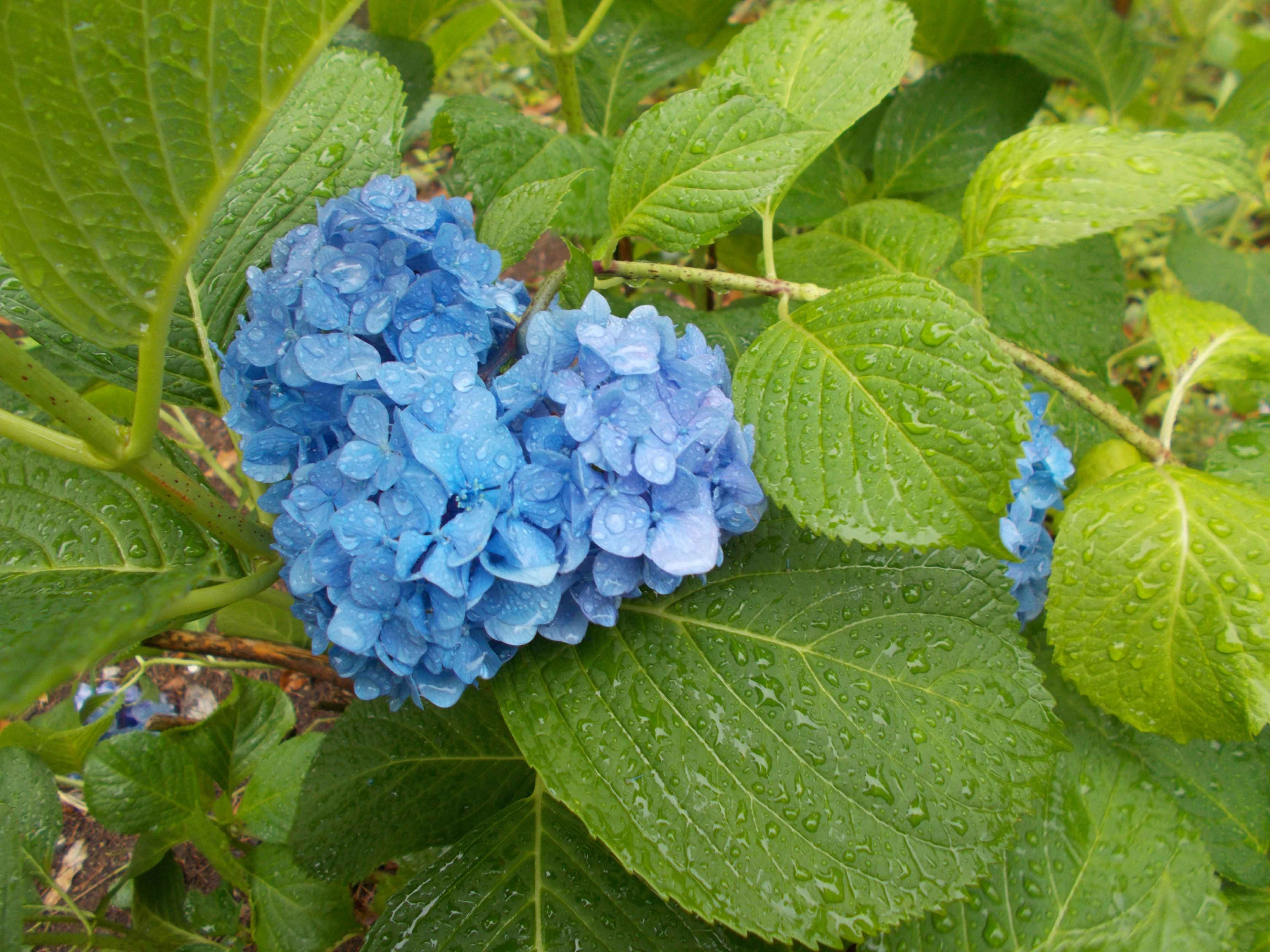 紫陽花