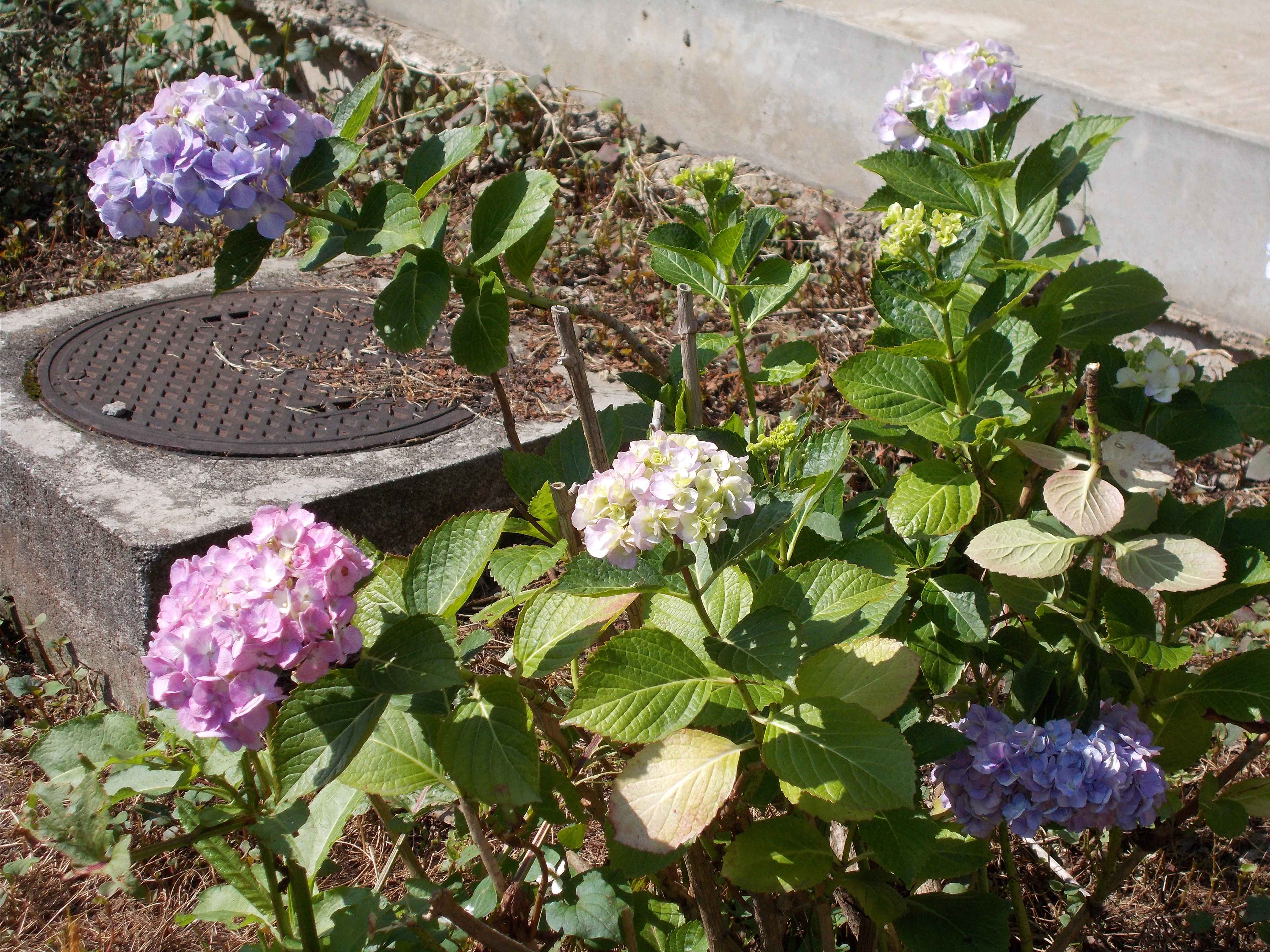 紫陽花２
