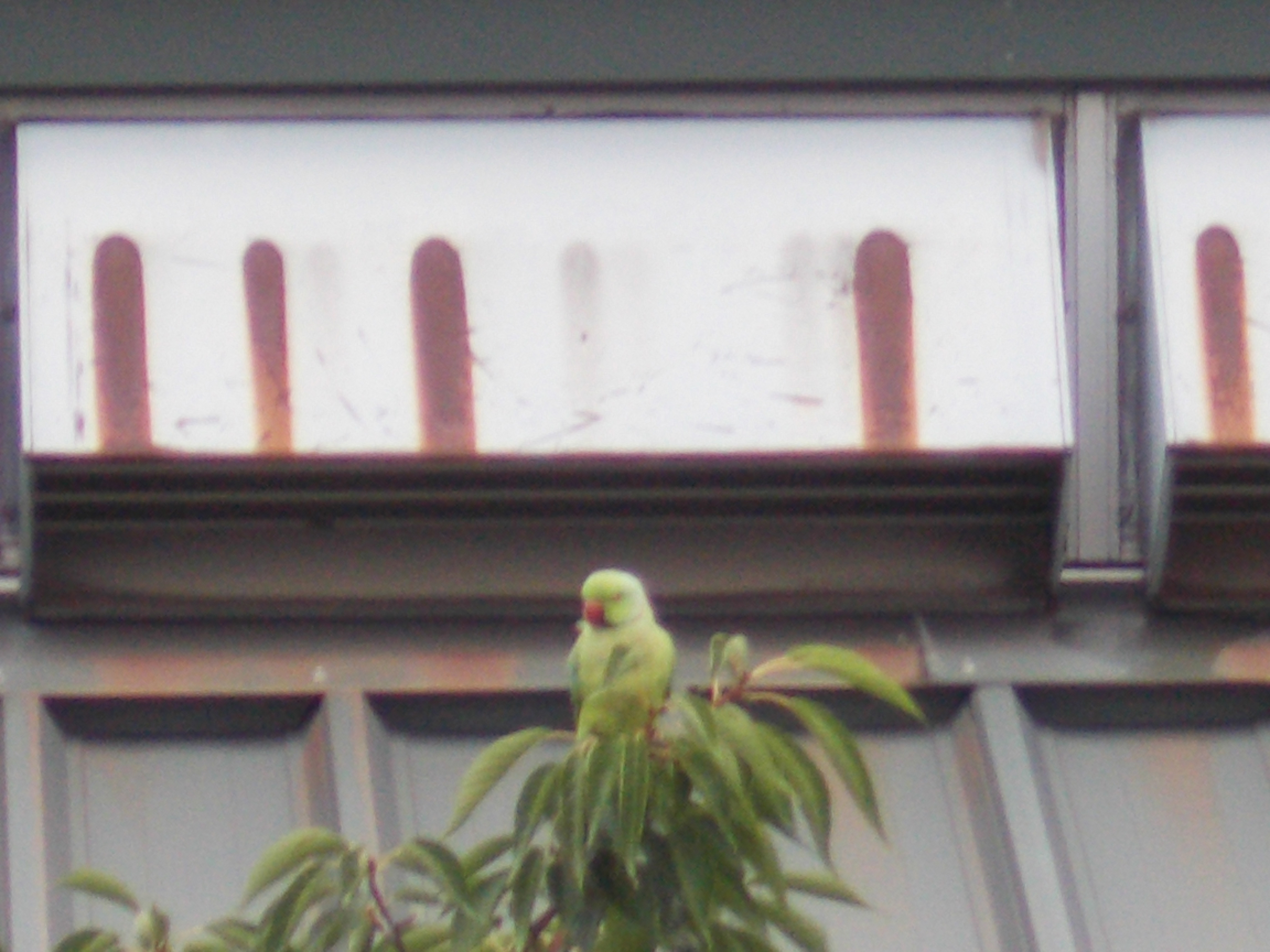 ワカケホンセイインコ