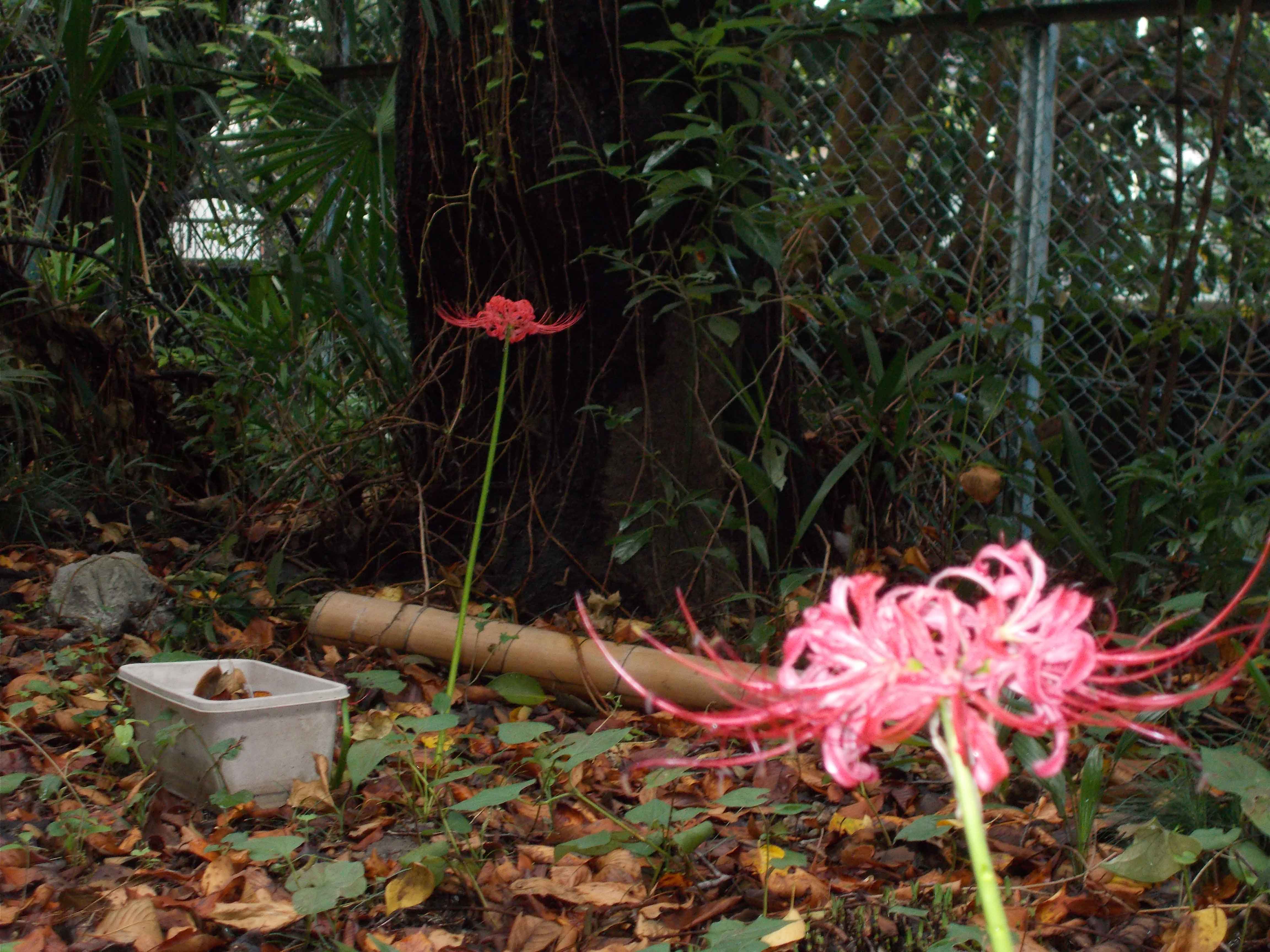 曼珠沙華