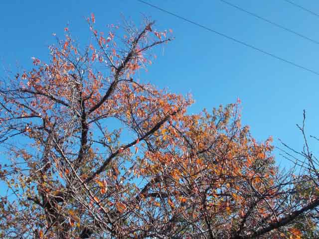 紅葉