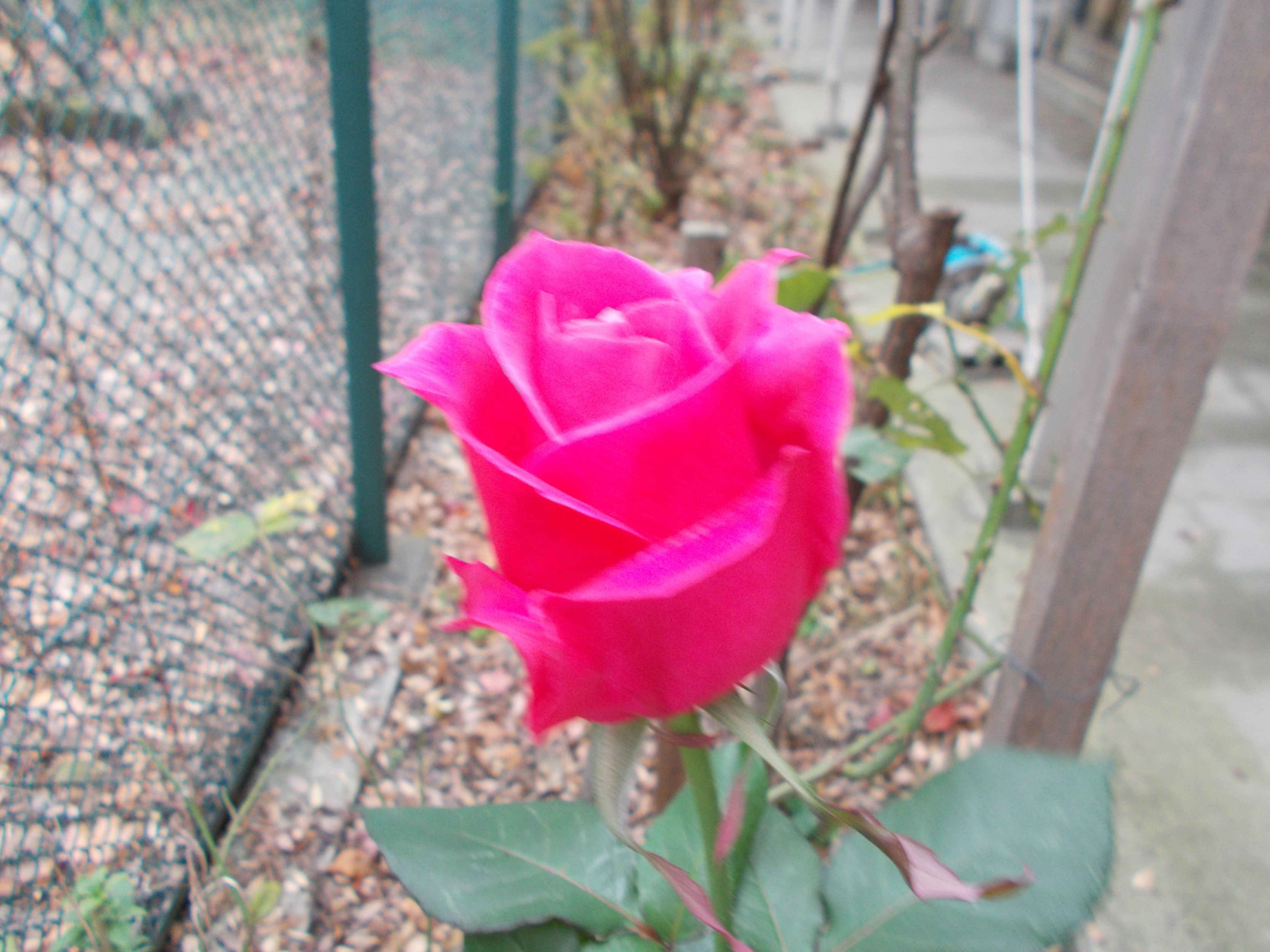 薔薇
