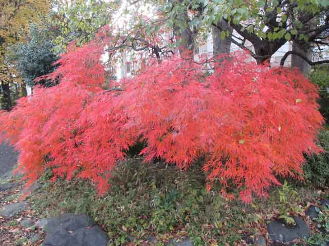 紅葉