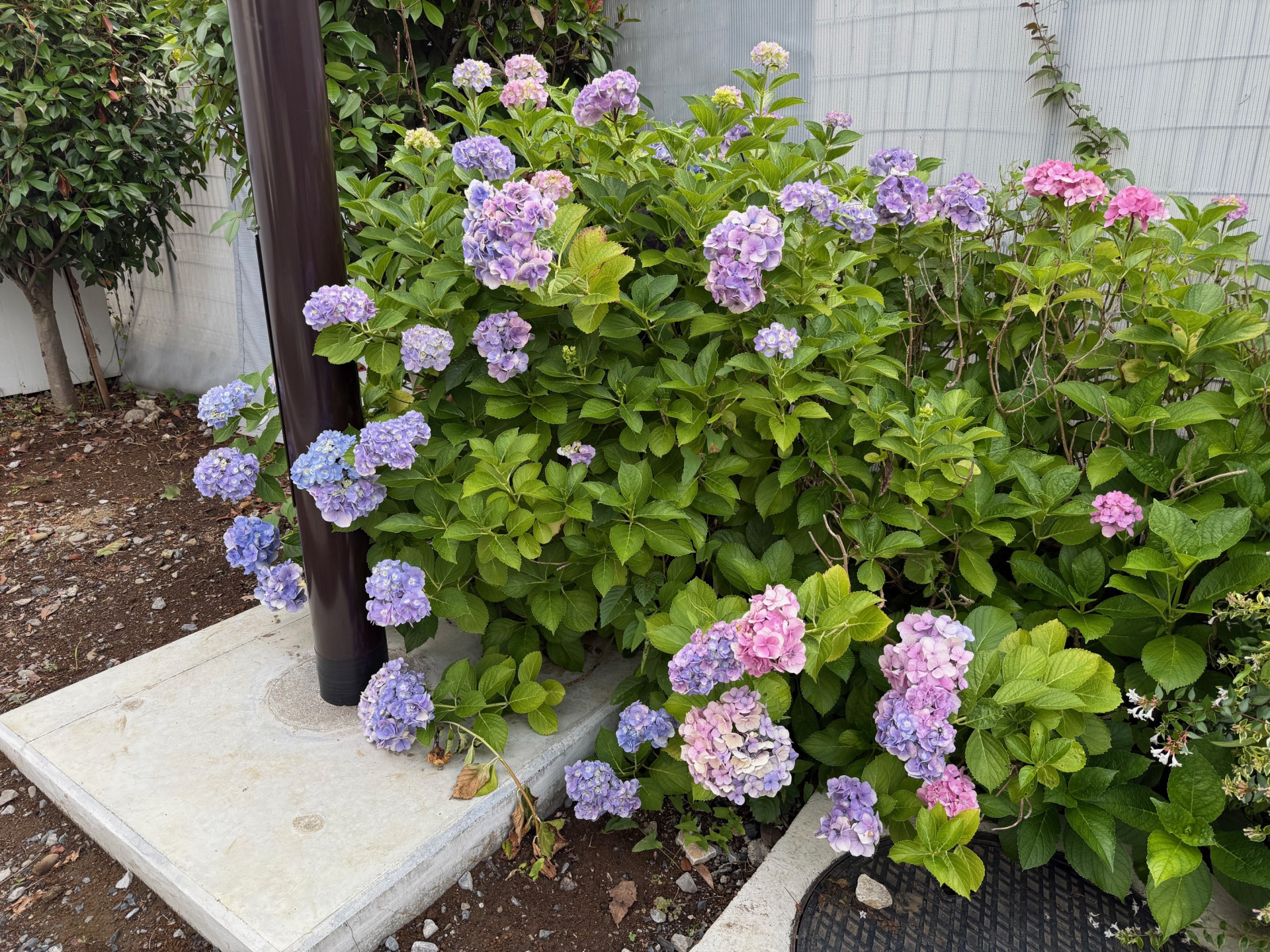 紫陽花SMALL
