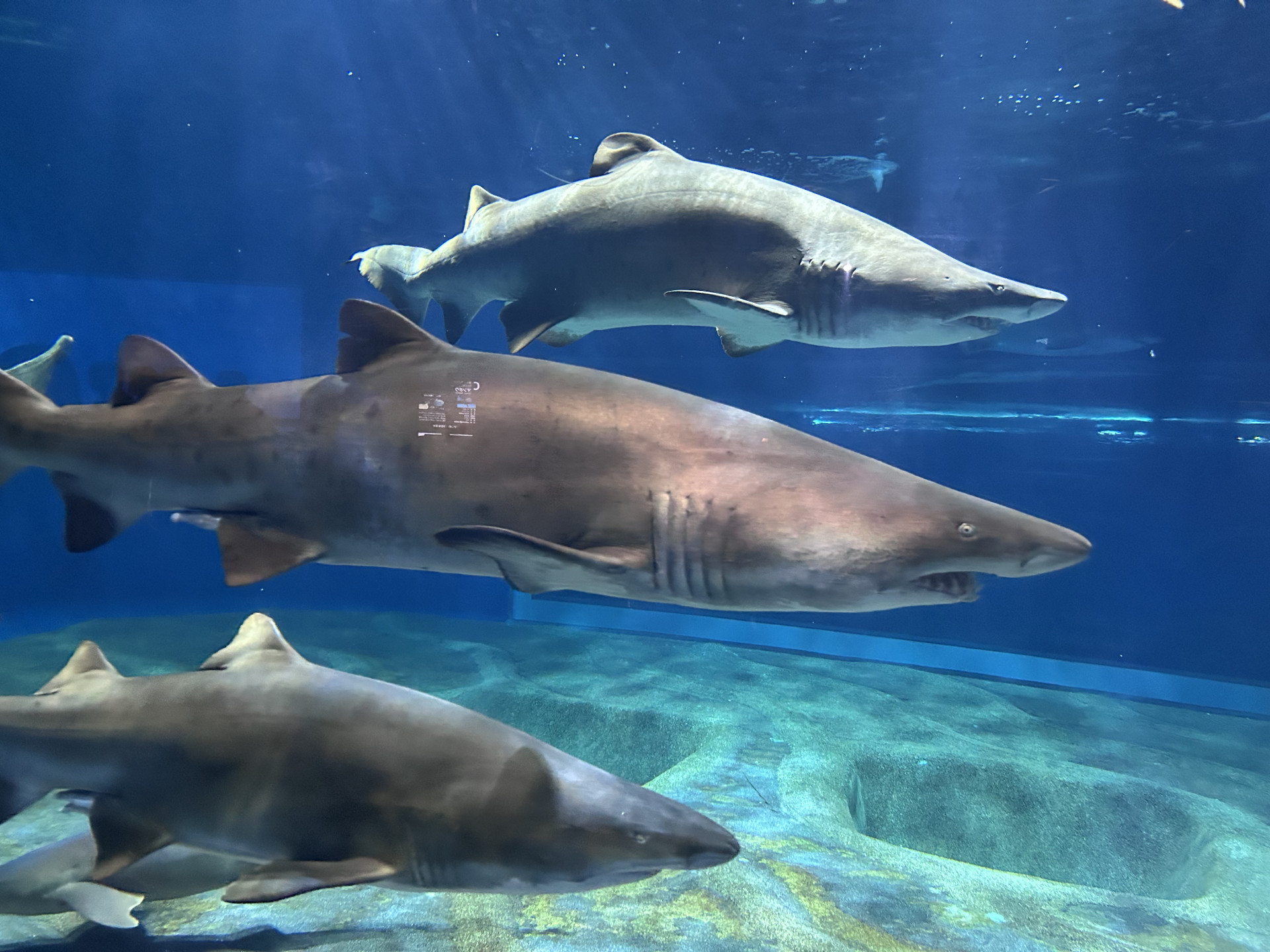 20250823_大洗水族館