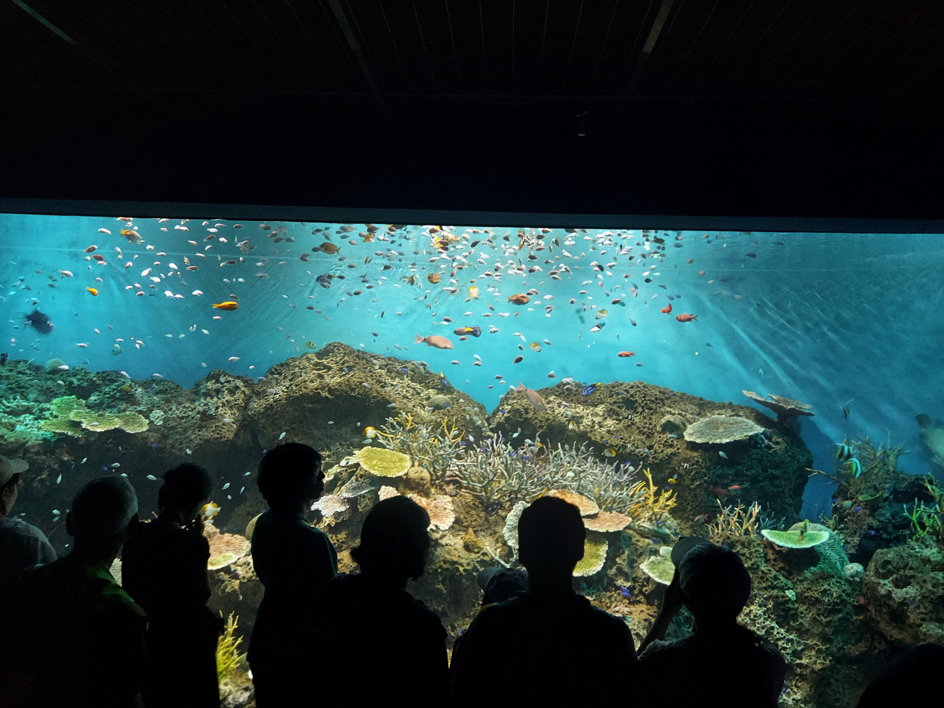20250823_大洗水族館4