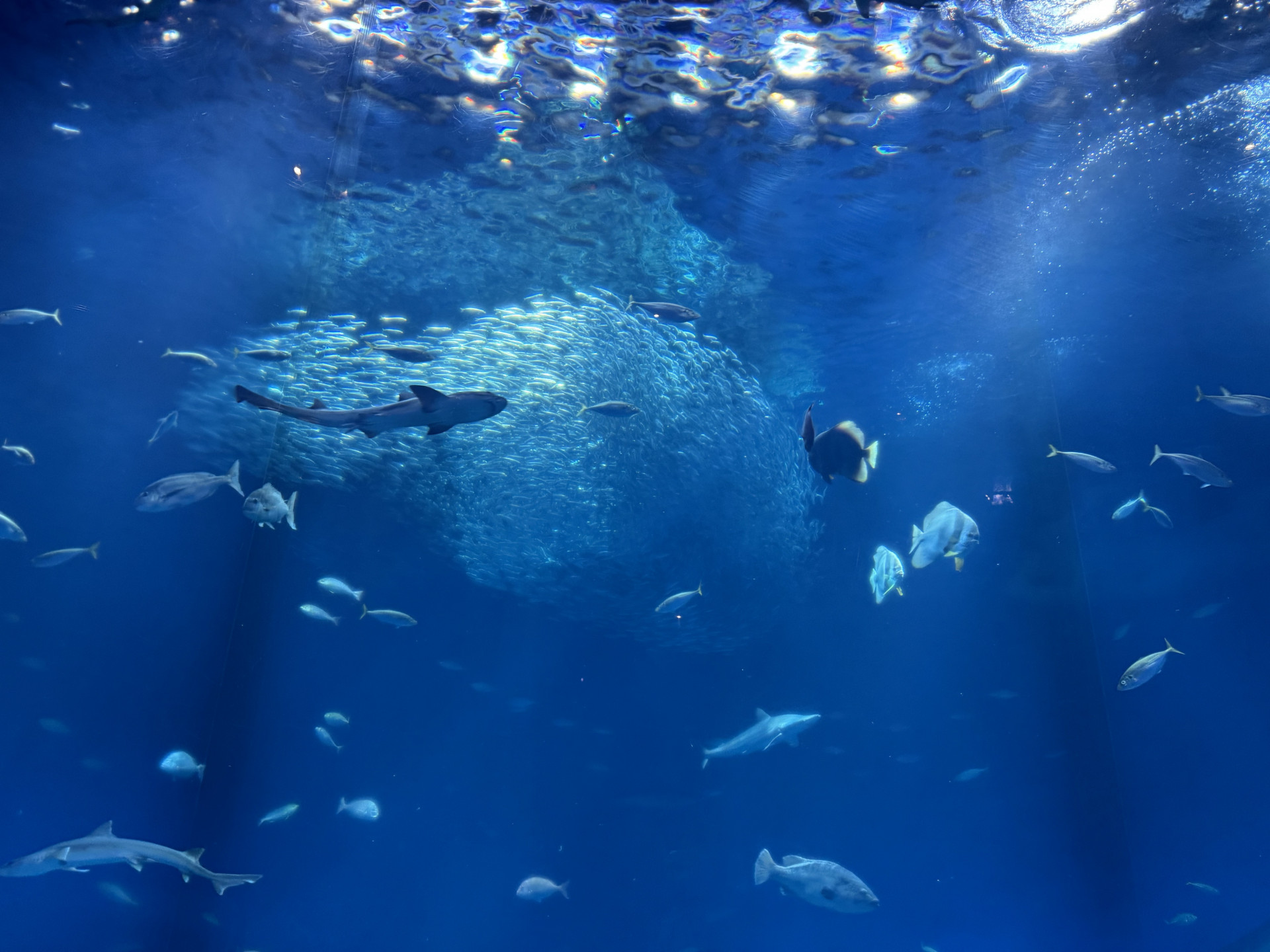 2日目アクアワールド茨城県大洗水族館②