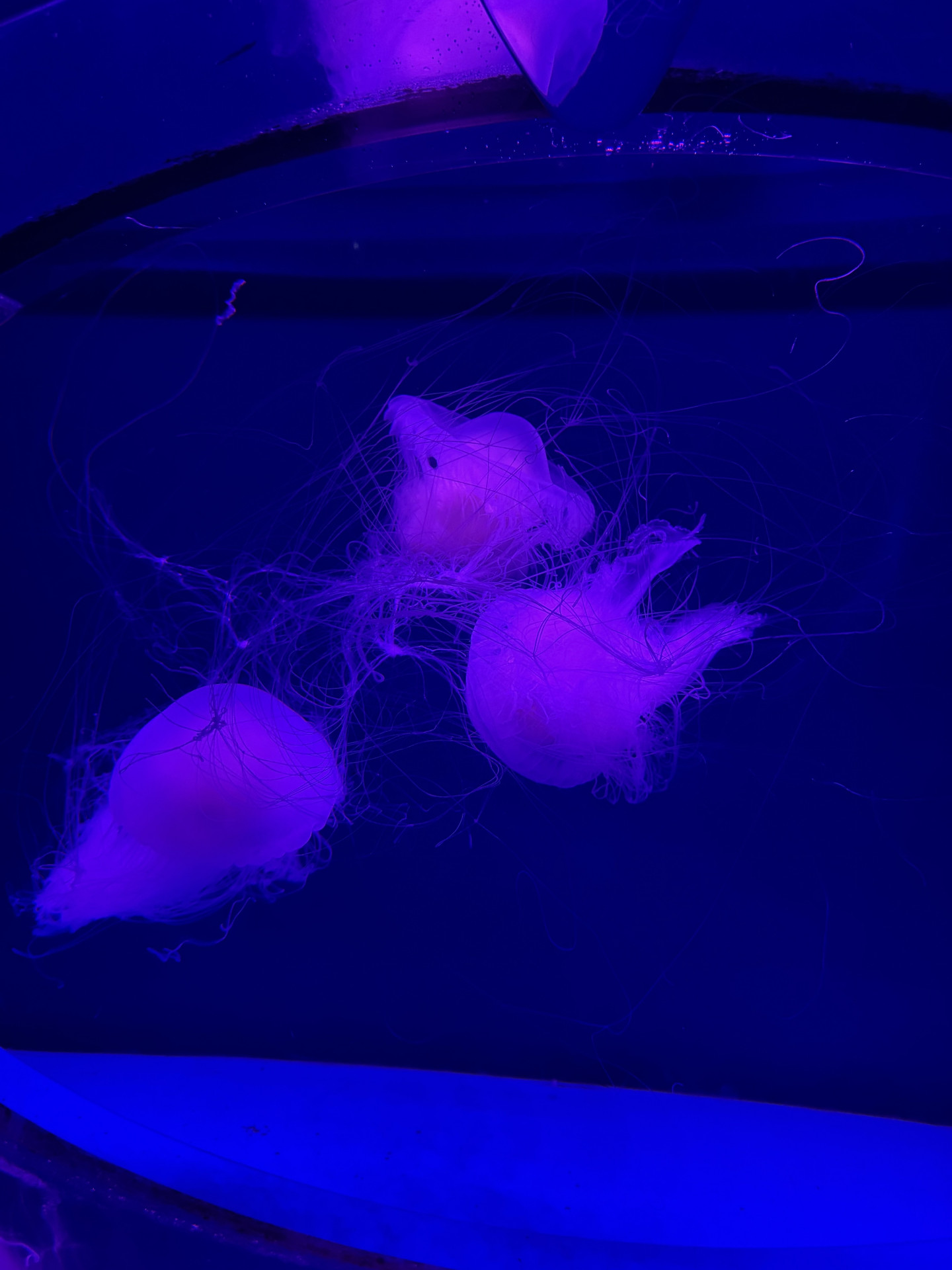 2日目アクアワールド茨城県大洗水族館③
