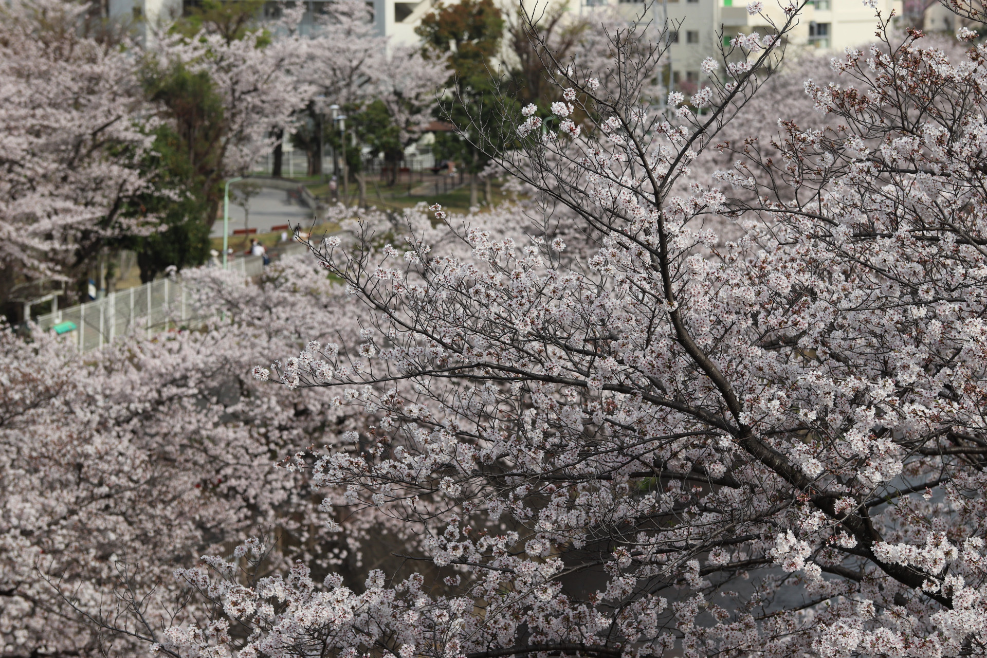 恩田川桜.JPG