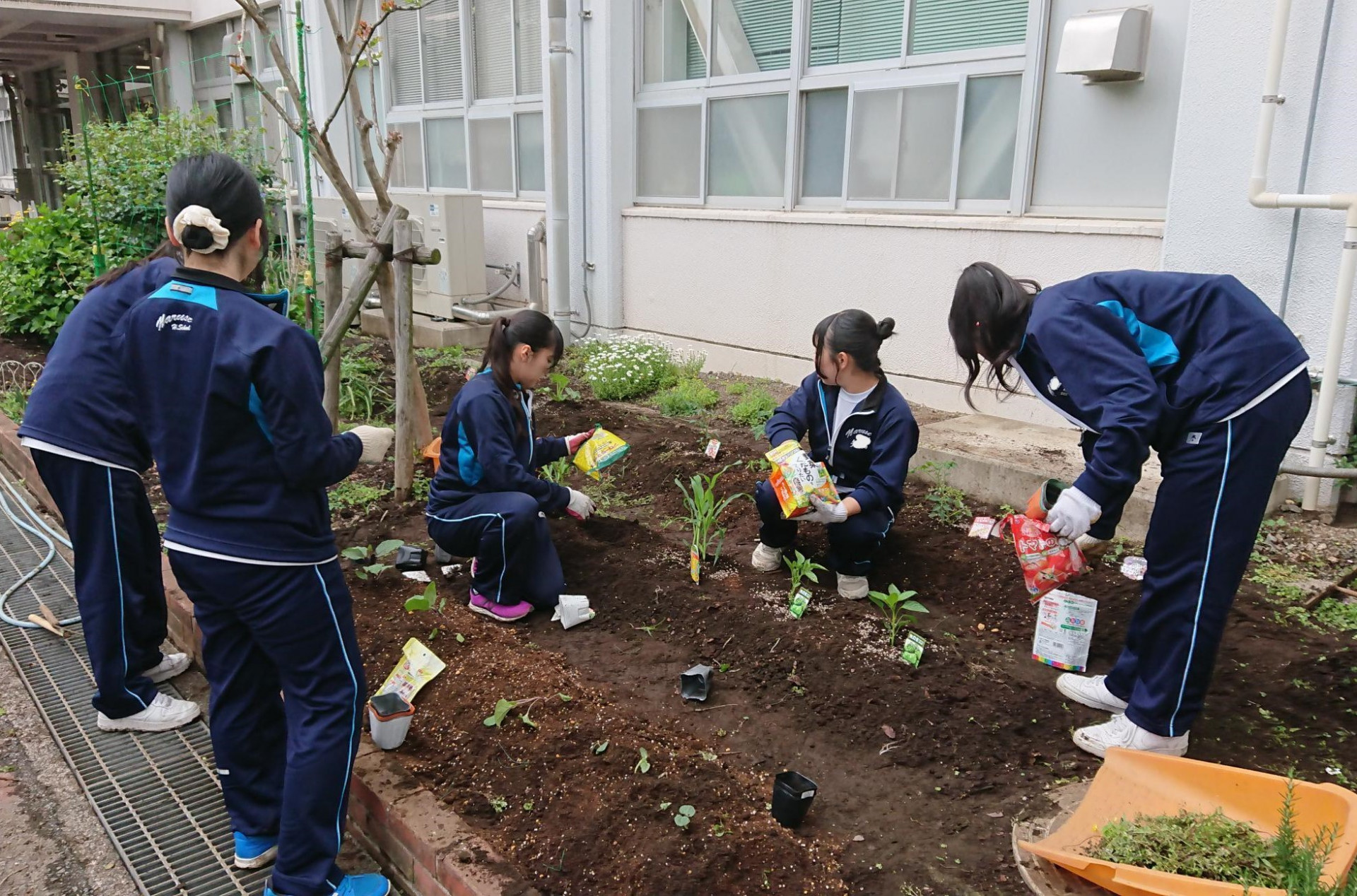 ４苗植える