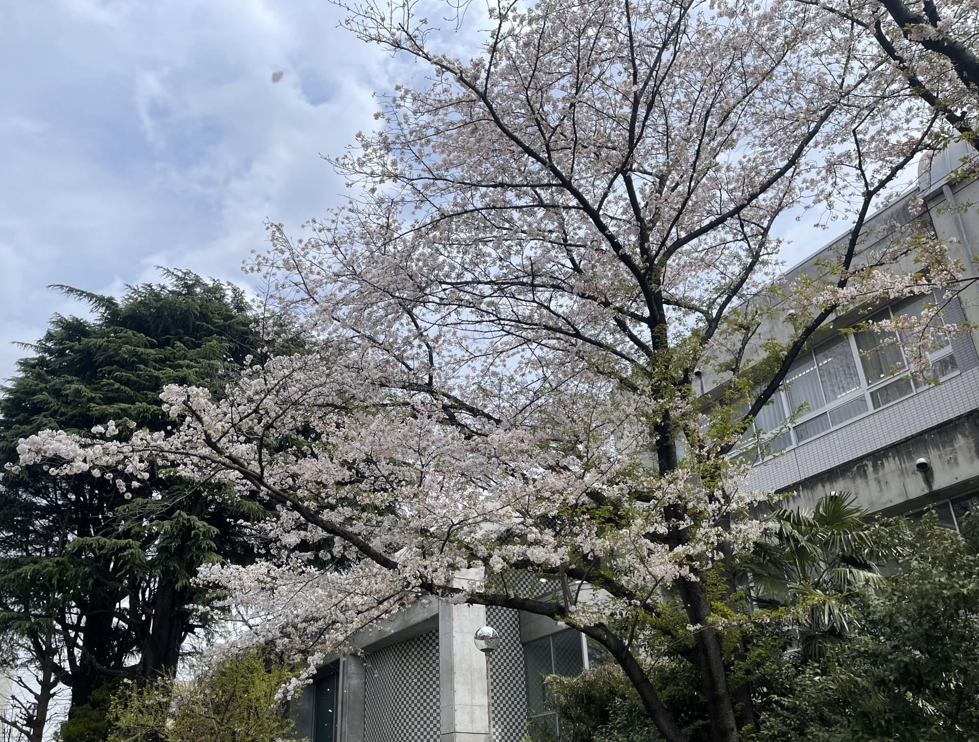 入学式(桜)