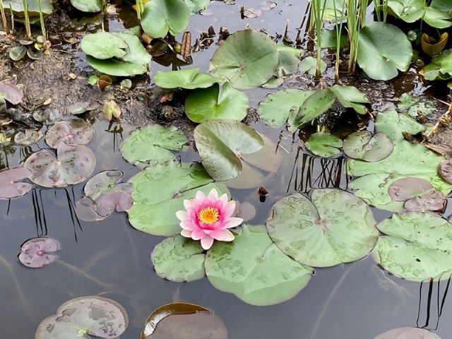 愛の泉③