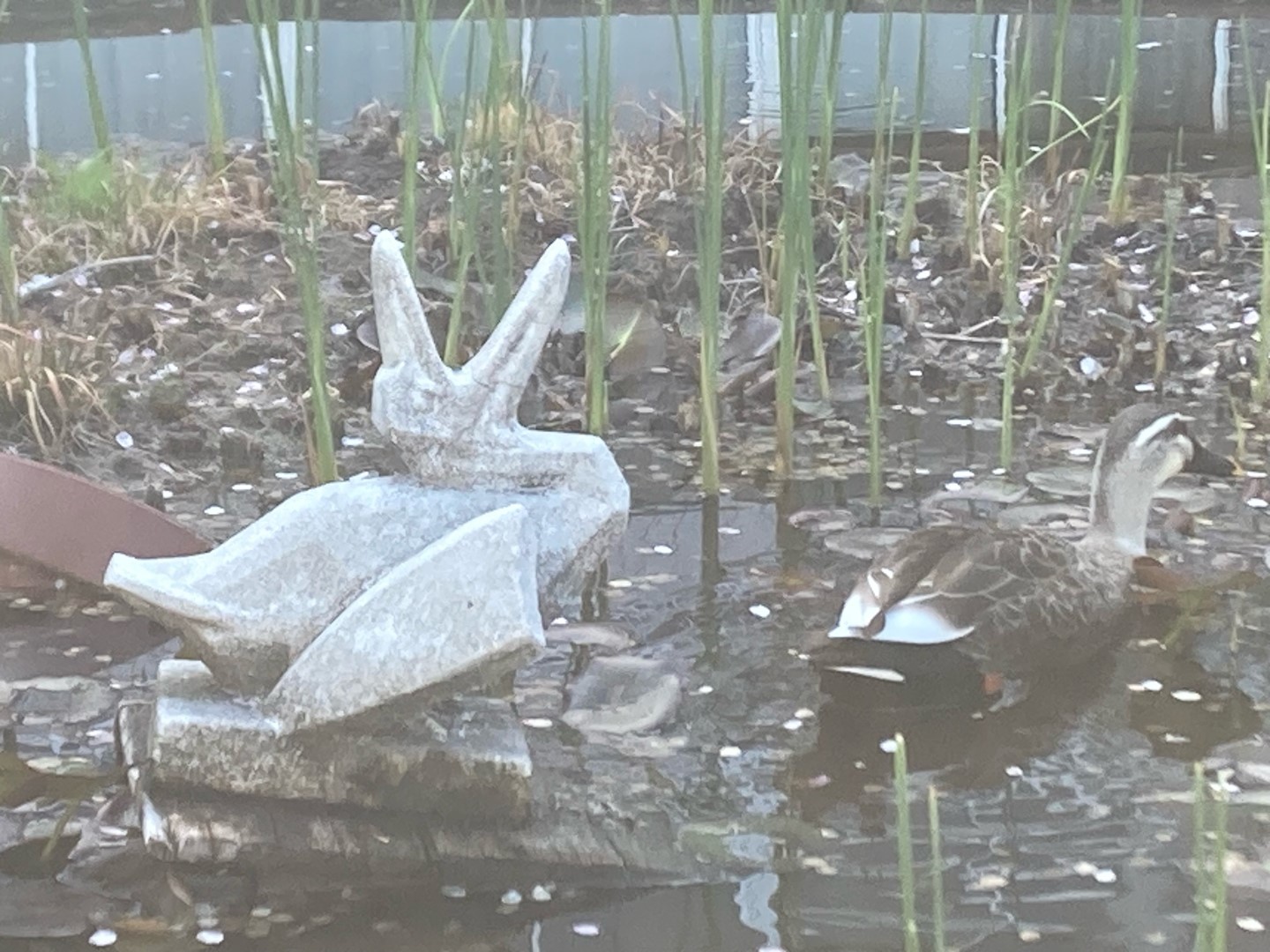 西高＿愛の泉①