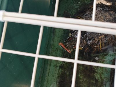 飼育水槽とカメ