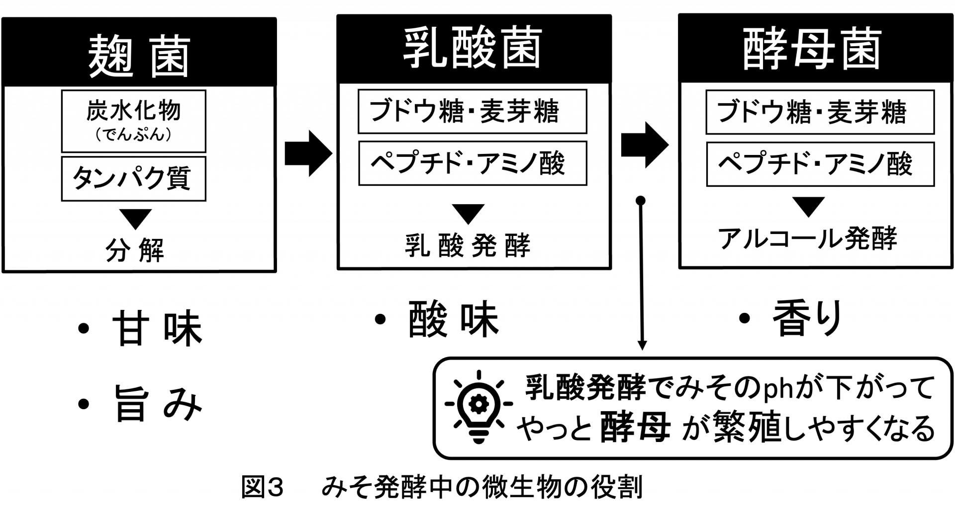 みそ発酵中の微生物の役割