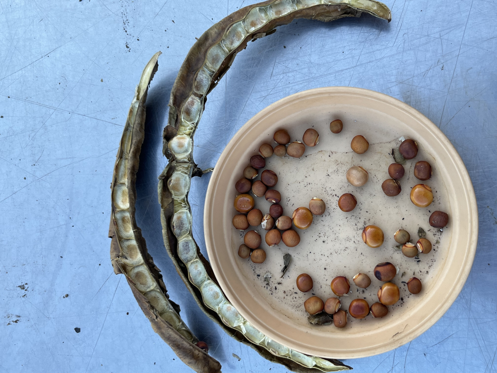 シカクマメのタネ