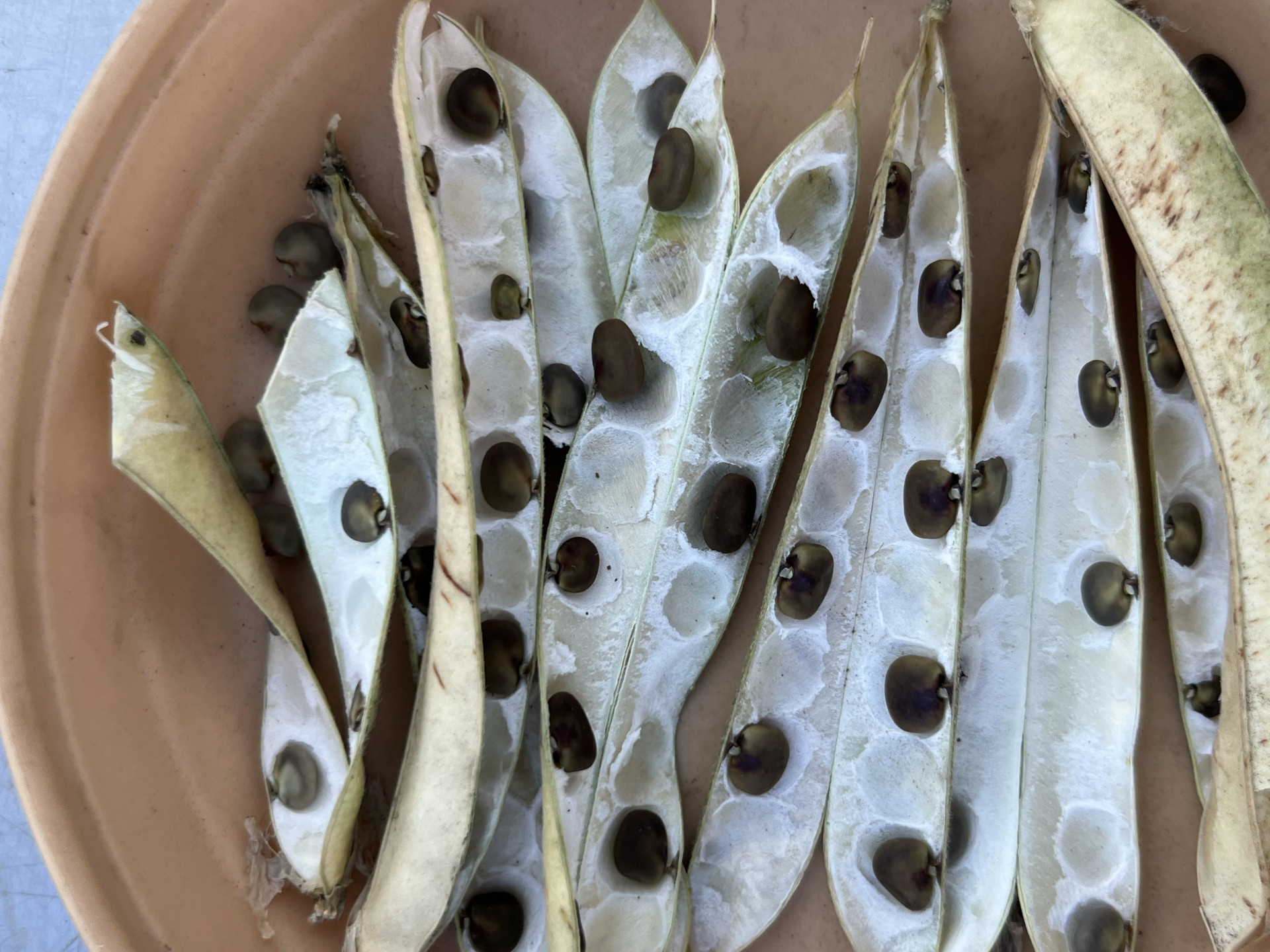 バタフライピータネ