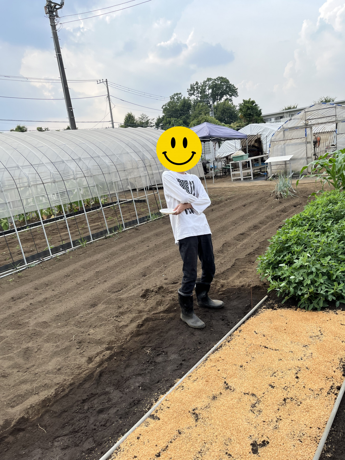 磯部さん大根播種2