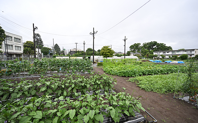 野菜農場の写真