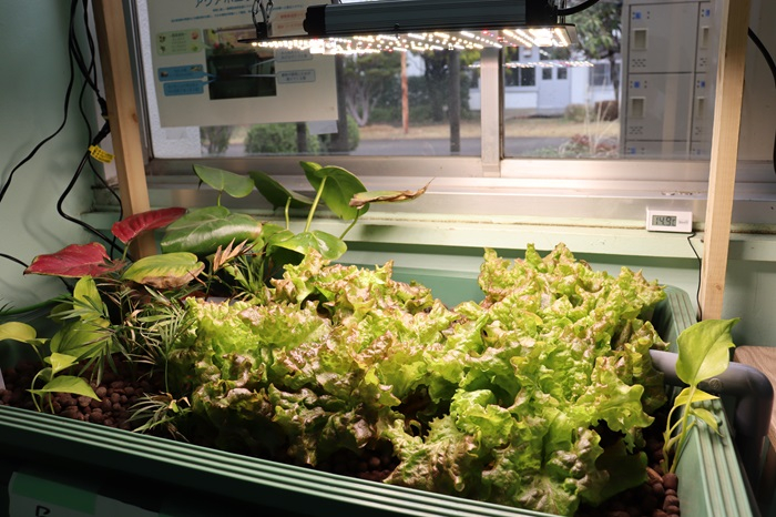 aquaponics01