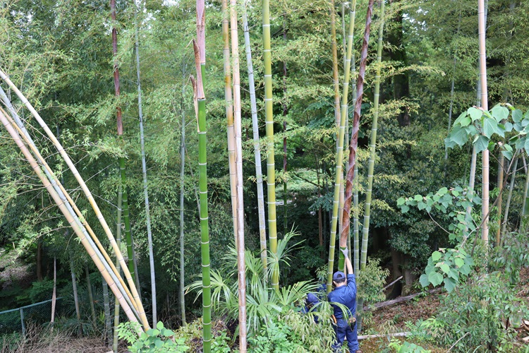bamboo03