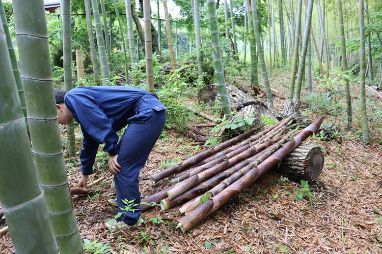 bamboo05