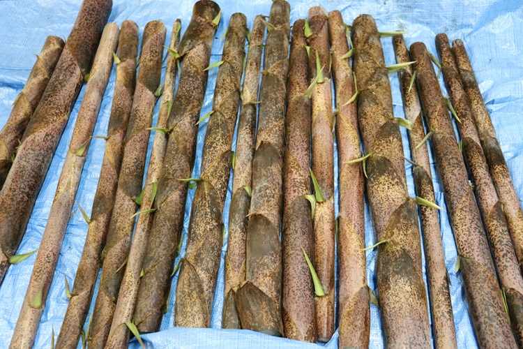 bamboo06