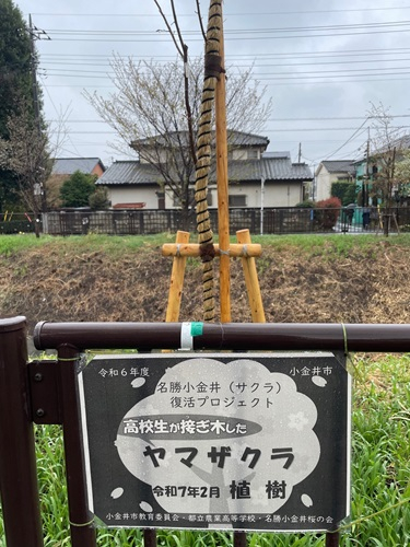 sakura05