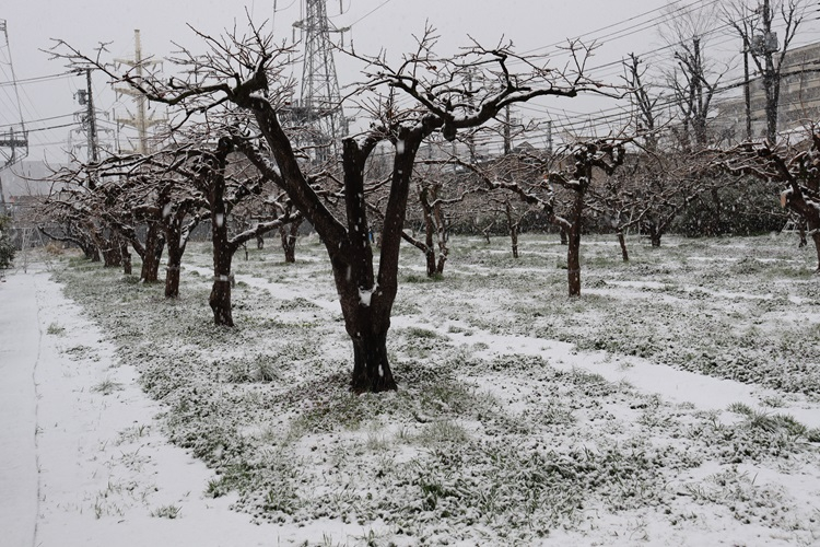 snow07