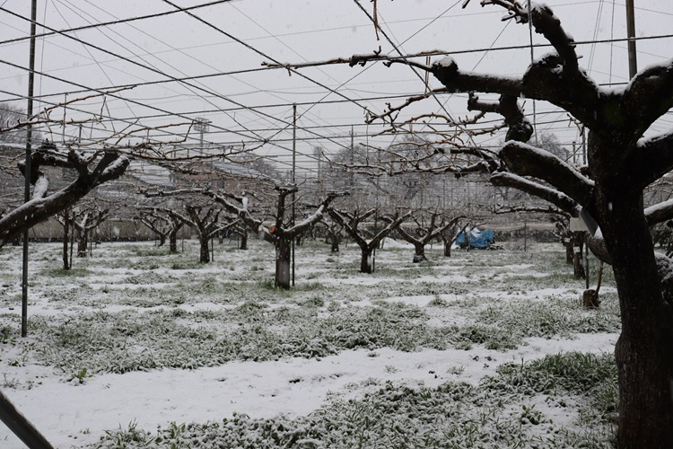 snow08