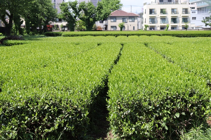 tea02