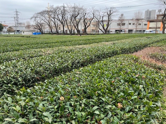 teafarm09