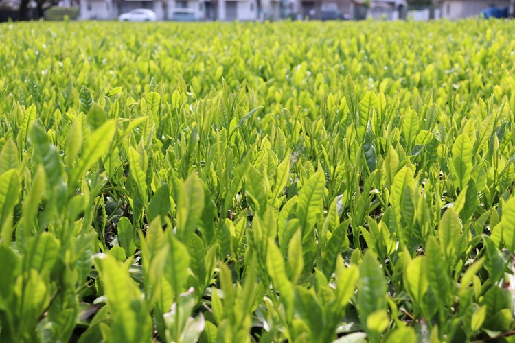 teapicking01