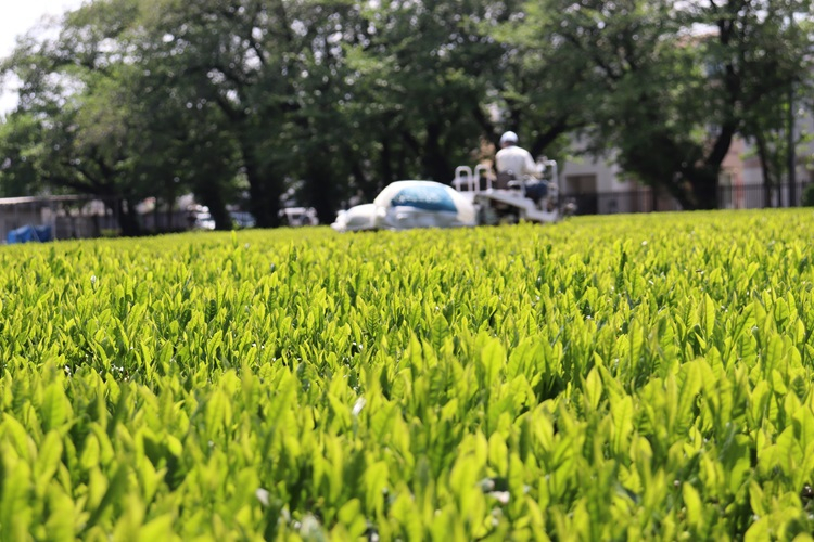teapicking04