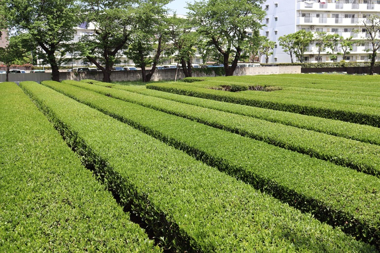 teapicking06