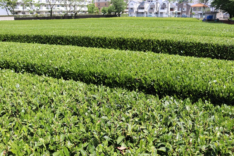 teapicking07
