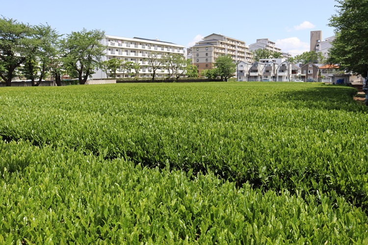 teapicking08
