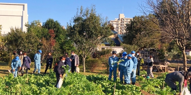 野菜収穫の写真