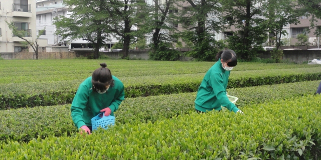 茶摘みの写真