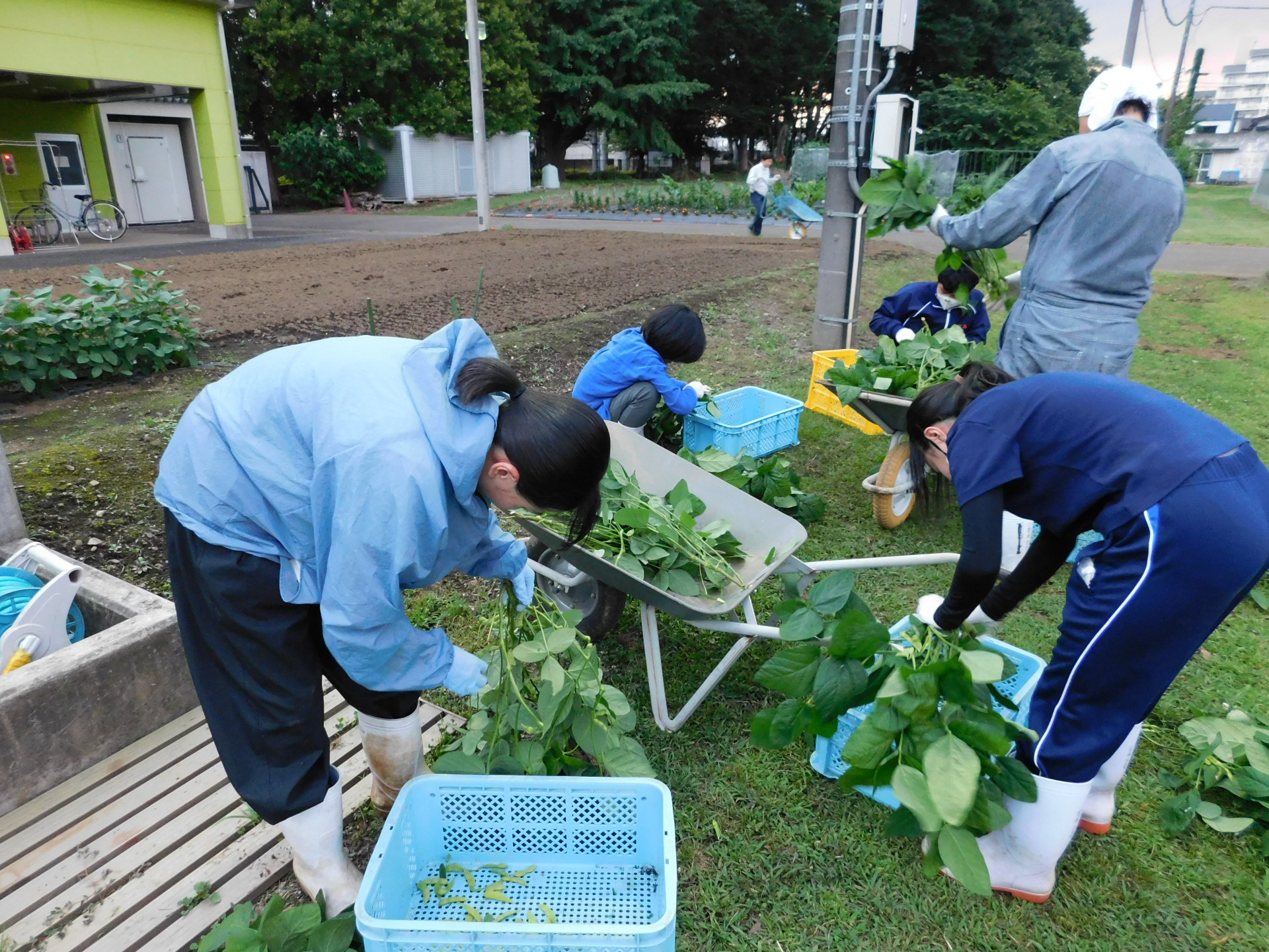 エダマメ収穫2.JPG