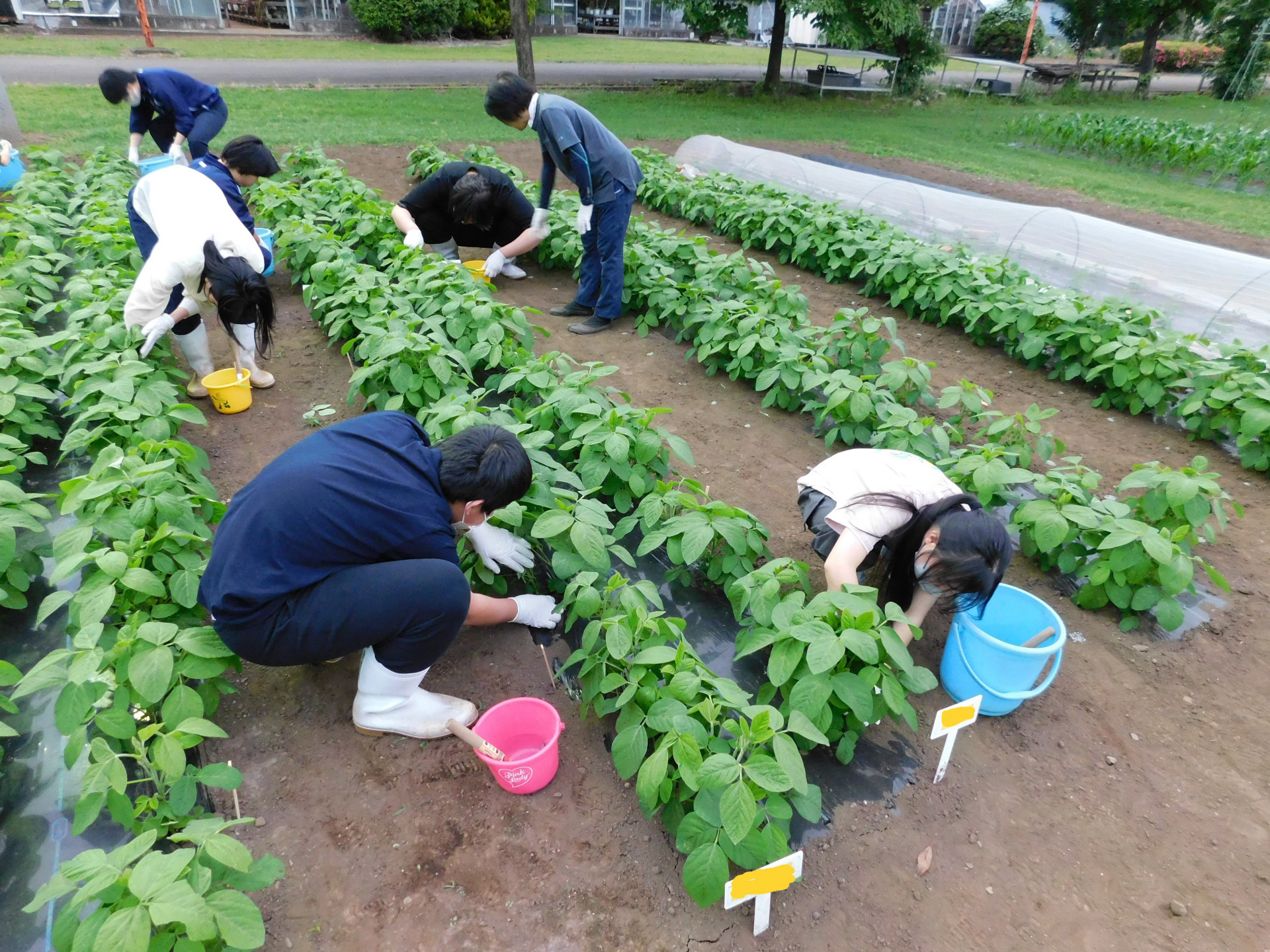 エダマメ管理.JPG