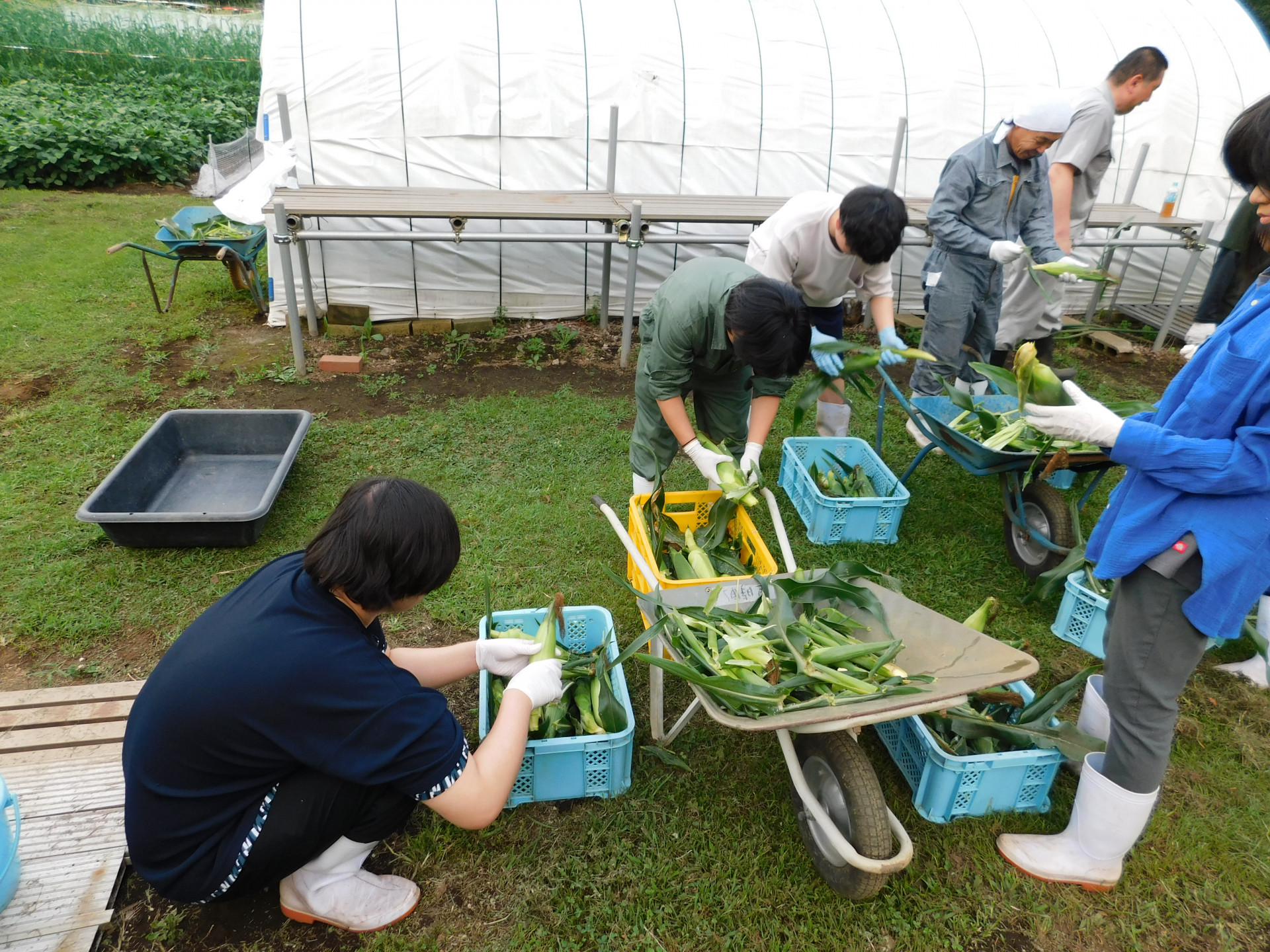 トウモロコシ収穫2.JPG