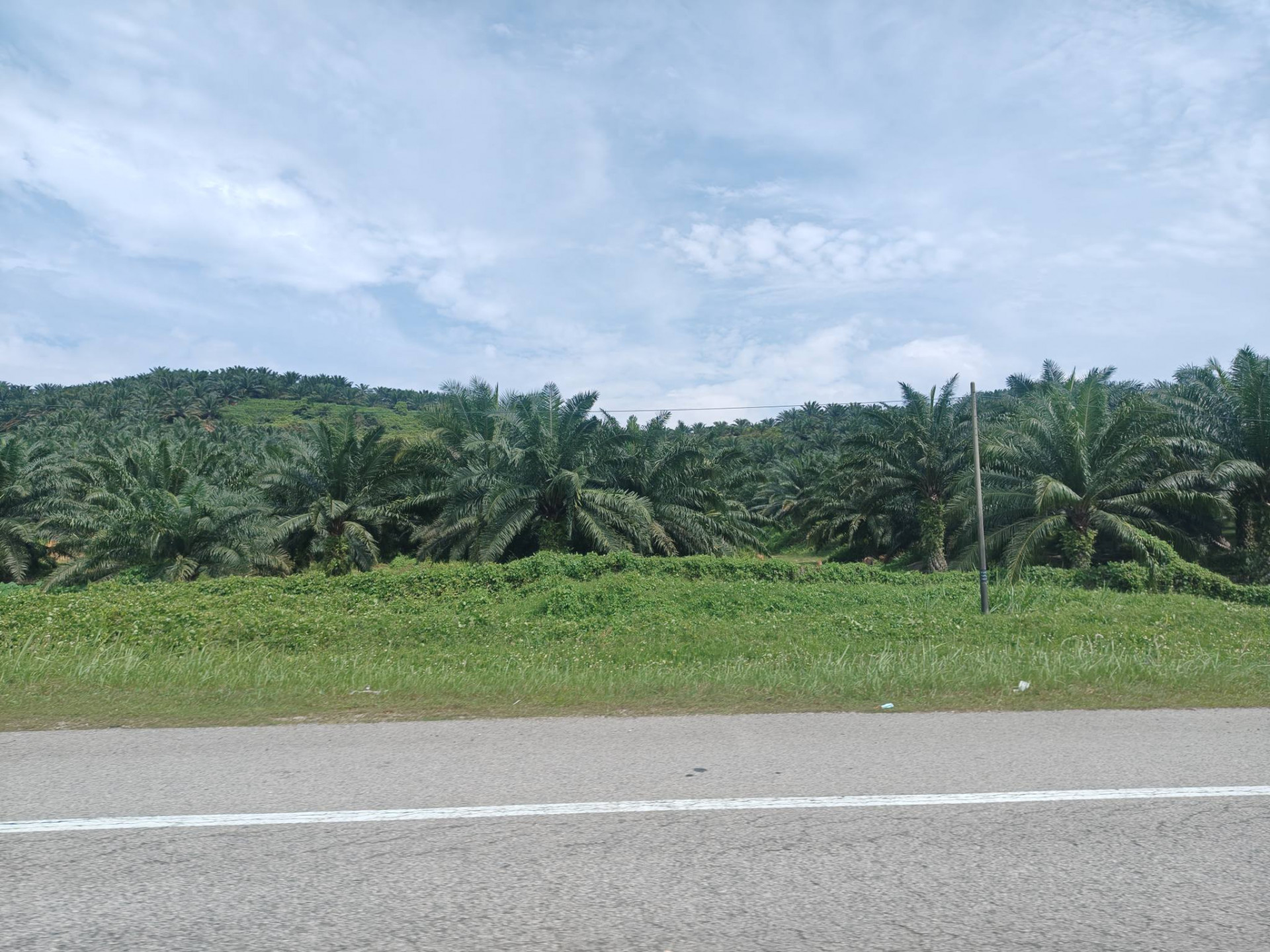 パームヤシ林（プランテーション）_n
