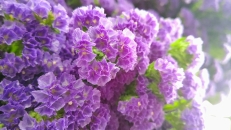 お花4