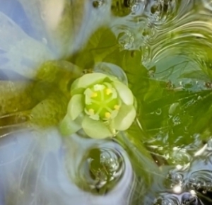 ムジナ藻の花