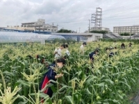 トウモロコシの土寄せ
