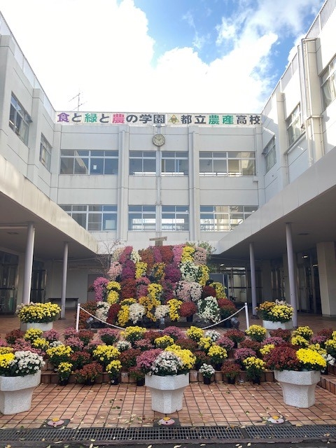 菊の懸崖（昼）
